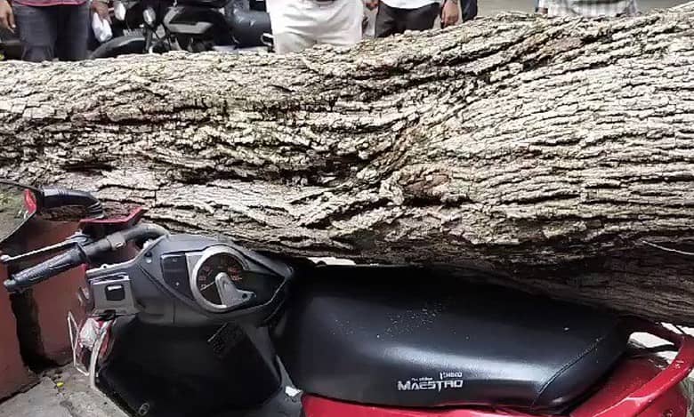 Video: Huge uprooted tree crushes scooter in Hyderabad