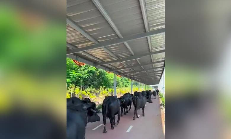 Watch: Buffalo herd strolling on Hyderabad's solar cycling track