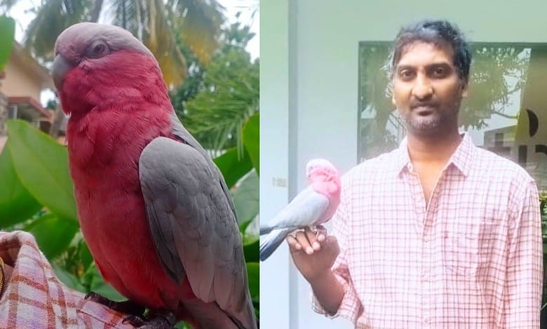 Hyderabad: Missing parrot worth Rs 1.3L rescued by Jubilee Hills cops