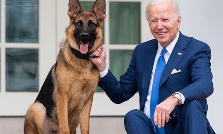 Biden's dog involved in more biting incidents at WH than reported: Report