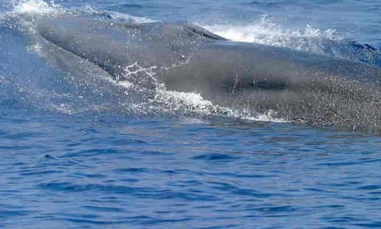 Bryde’s whale