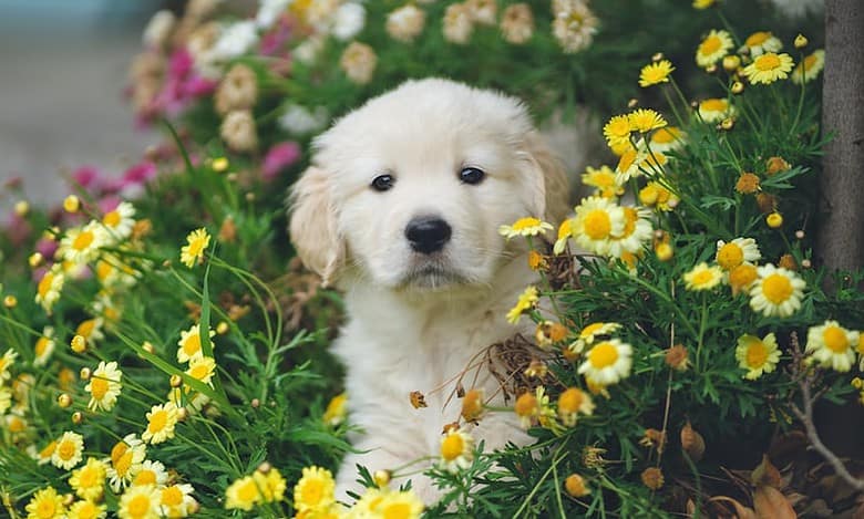Saudi Arabia: Riyadh Season to host first ever ‘Global Dog Festival’