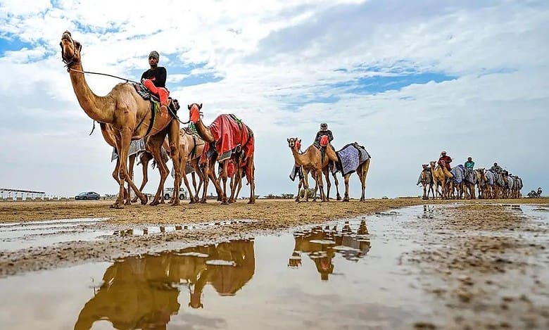 Saudi announces 1st edition of Custodian of the Two Holy Mosques Camel Festival