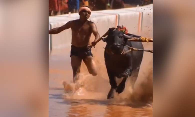 Kambala