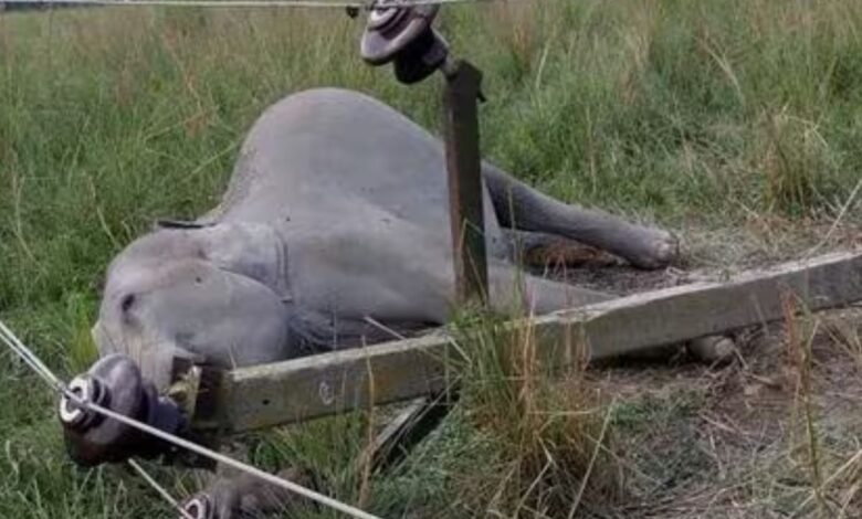 elephants