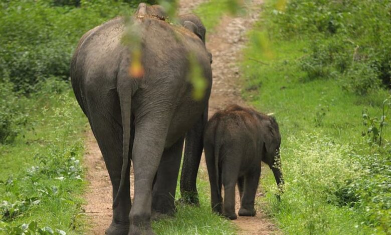 Three elephants die of goods train collision in North Bengal