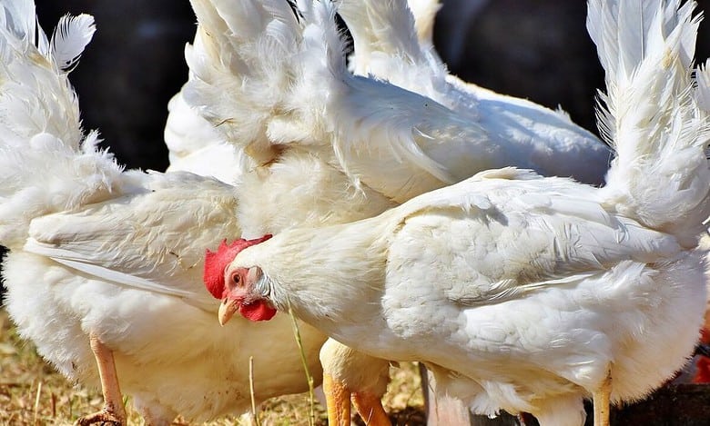 Why chicken rates in Hyderabad declined by over 22 pc in 20 days?