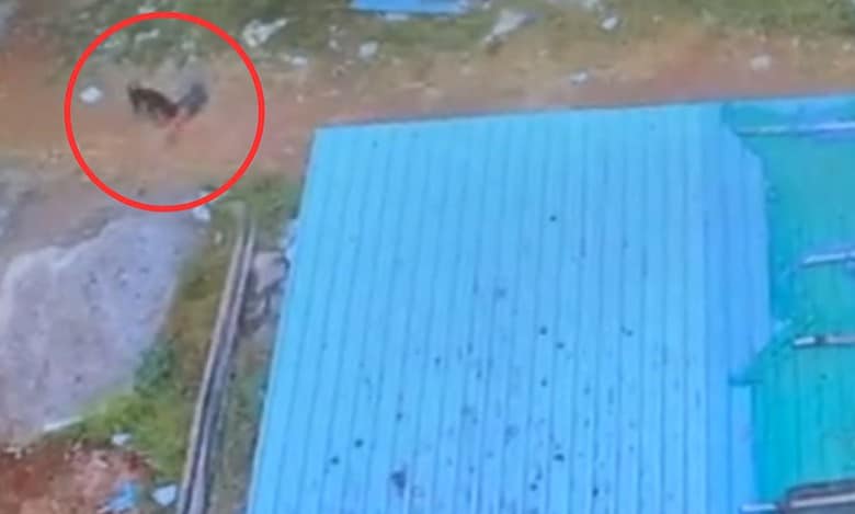 Stray dog attacks kid in Hyderabad