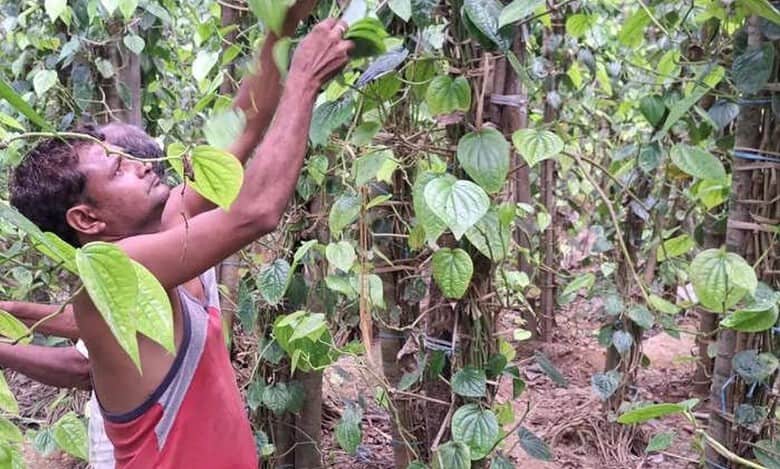 Savanur farmers overcome hardships to cultivate export-quality betel