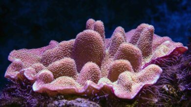 Dubai launches world’s largest ocean restoration project ‘Dubai Reefs’
