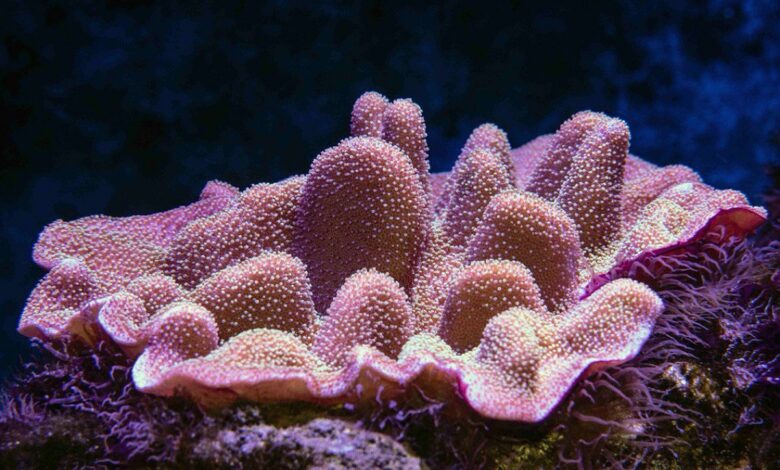 Dubai launches world’s largest ocean restoration project ‘Dubai Reefs’