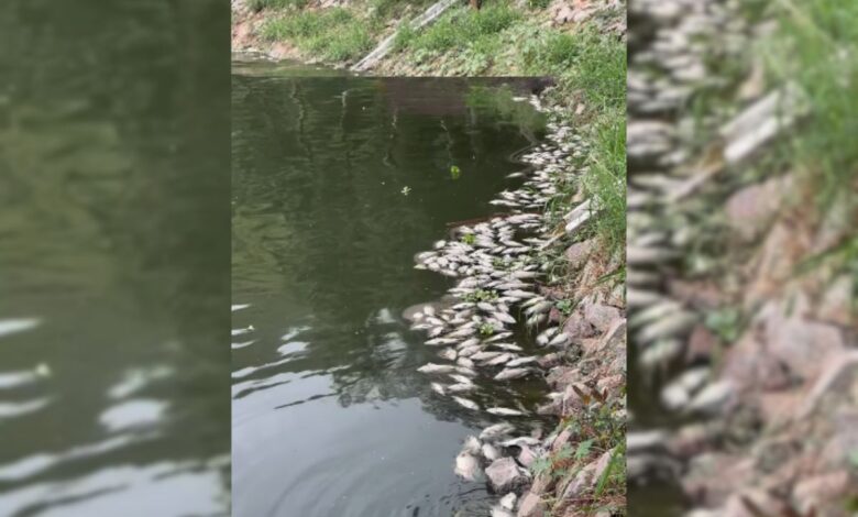 Dead fish at Hyderabad's Durgam Cheruvu: HC appoints panel for probe; raps HMDA, PCB