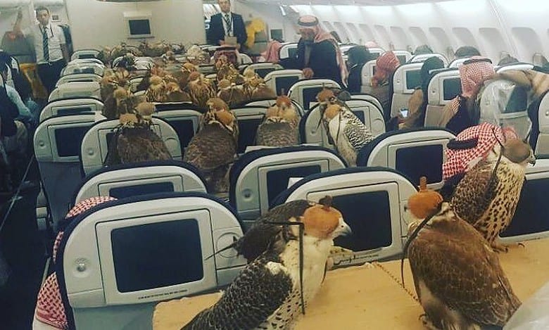 Watch: Saudi Prince once booked economy class tickets for his 80 falcons