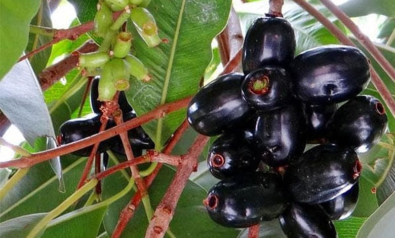 Decoding Jamun, the Indian blackberry: It provides numerous therapeutic benefits