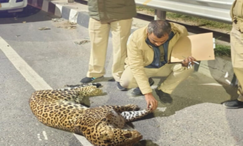 Leopard cub found dead on NH-44, police suspect accident