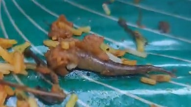 Lizard tail found in Biryani, restaurateur say its fish biryani