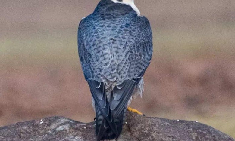 Karnataka: Rare sighting of Peregrine Falcon in Koppal district