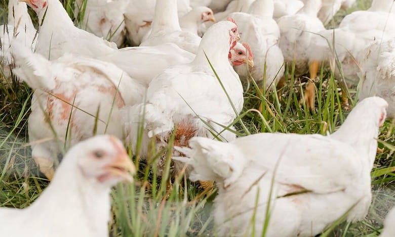 chicken rates in hyderabad