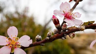 Saudi Arabia: ‘Bajali’ almond trees spread their magic, beauty on mountain tops