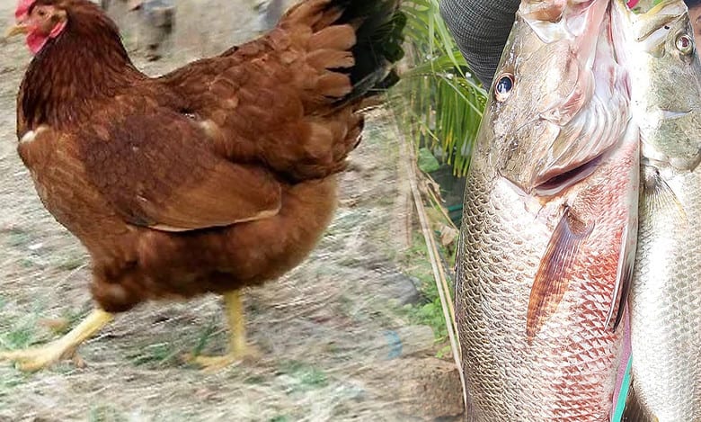 Heralding New Year by travelling to Nagarjuna Sagar, Sangareddy for catching fish and eating desi chicken!