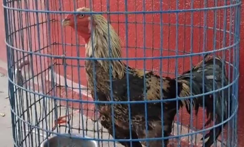 Telangana: TSRTC stops auction of Sankranti rooster after man claims ownership