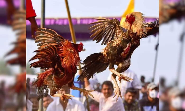 Cyberabad special operations team arrest 4 for rooster fight ring