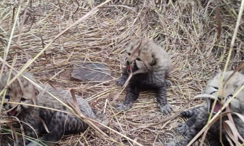 Three cubs born to Namibian cheetah Aasha in MP's Kuno National Park