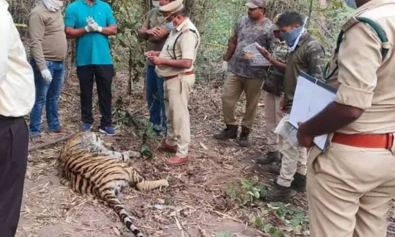 Tigers fed poisoned carcass; six, including one juvenile, held