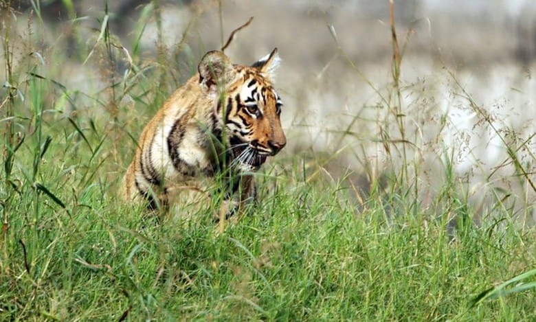 Chaos erupts as tiger enters BJP leader's farmhouse in UP's Sitapur