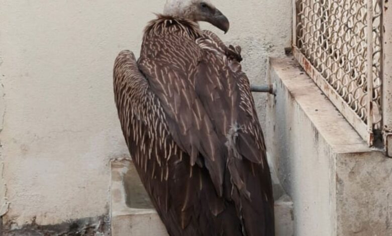 Rare and injured Eurasian Griffon vulture rescued in Hyderabad