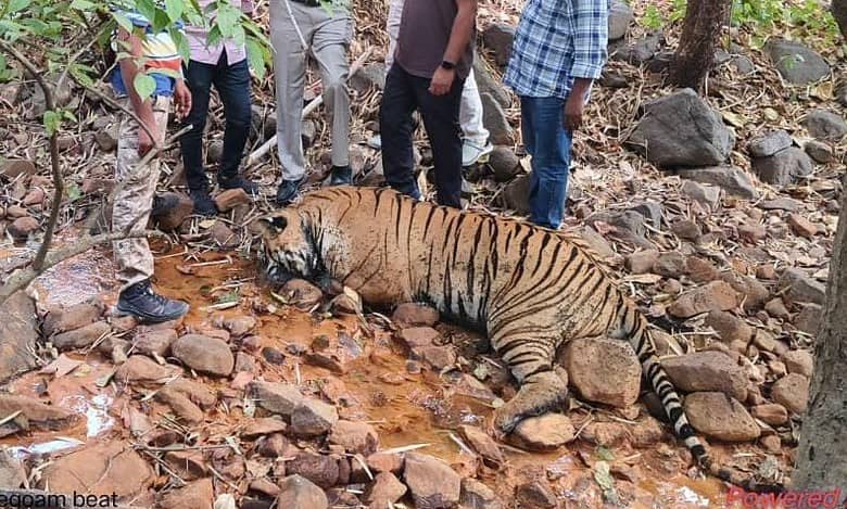 Another tiger found death in Kagaznagar, poisoning suspected