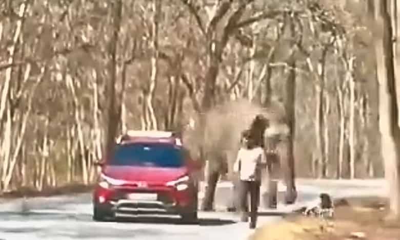 Elephant chases tourists at Bandipur National Park