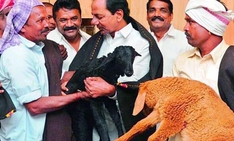 Telangana: CAG report uncovers Rs 253 cr fraud in sheep rearing scheme