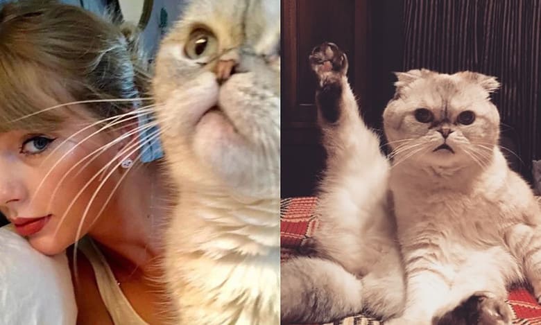Talk of Town: Taylor Swift cat Olivia Benson's net worth will shock you!
