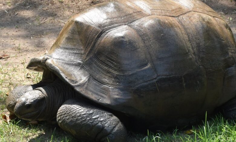 Hyderabad: 125-year-old tortoise at NZP dies due to old age
