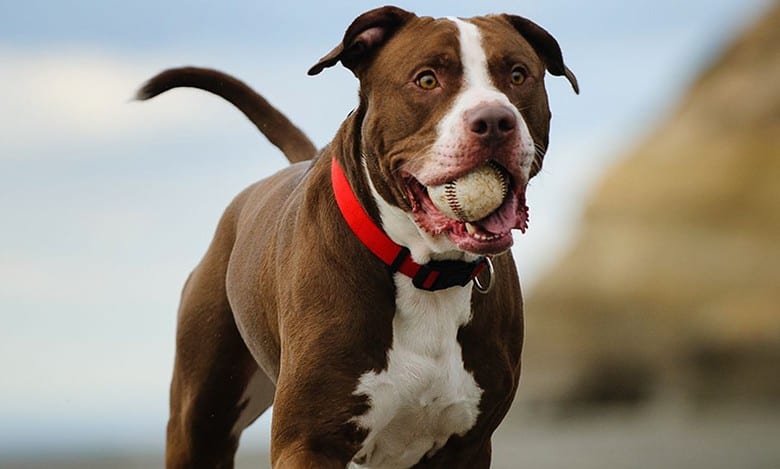 Centre bans 23 breeds of dogs considered ferocious