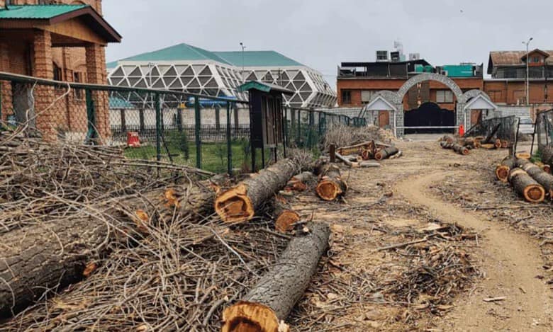Kashmir college draws ire for felling centuries-old poplar trees