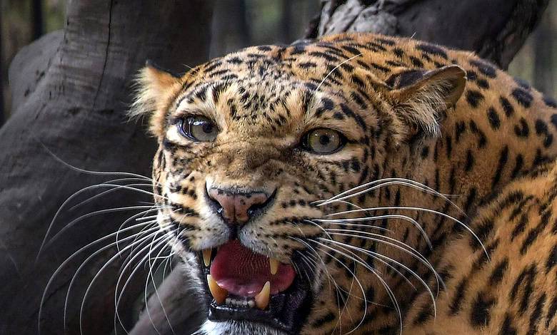 Young leopard kills a calf in Rellagadda Thanda of Yalal mandal in Vikarabad district.
