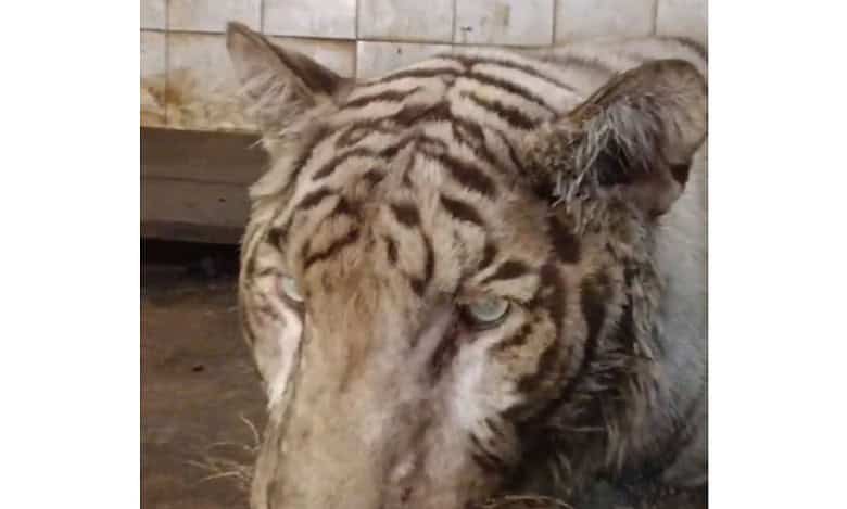 White Bengal tiger