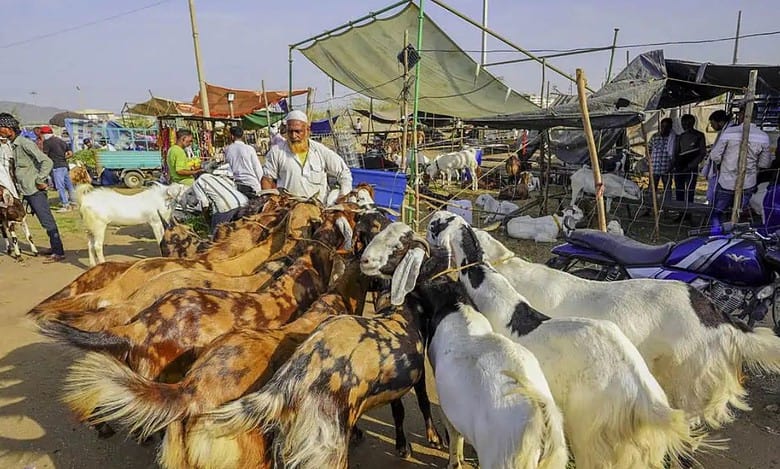 Ajmer: Goats being sold ahead of Eid al-Adha, at a livestock market, in Ajmer, Thursday, June 13, 2024. (PTI Photo)