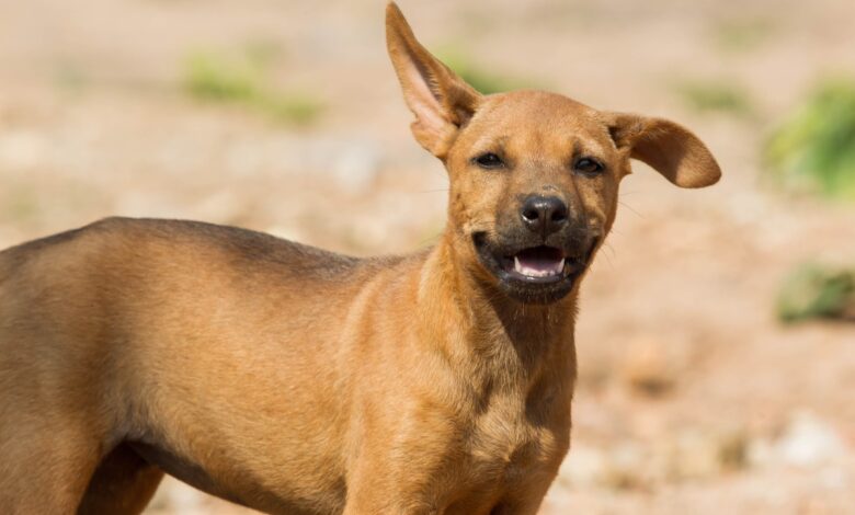 Telangana: Boy attacked by street dogs in Sangareddy