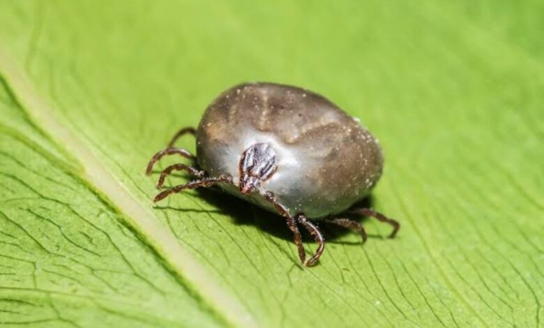 Docs call for more surveillance as Pakistan sees deadly tick-borne virus outbreak