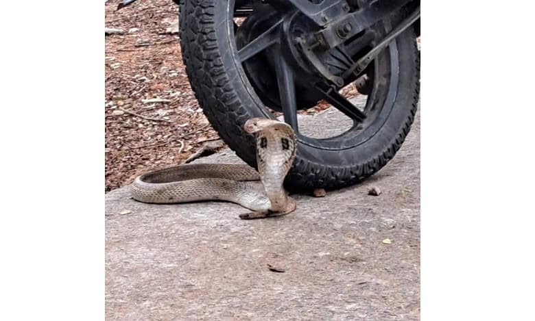 Video: Cobra spotted at Osmania University in Hyderabad
