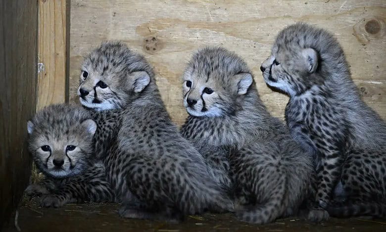 Female cheetah & 4 cubs to be released into KNP wild on Monday: MP CM