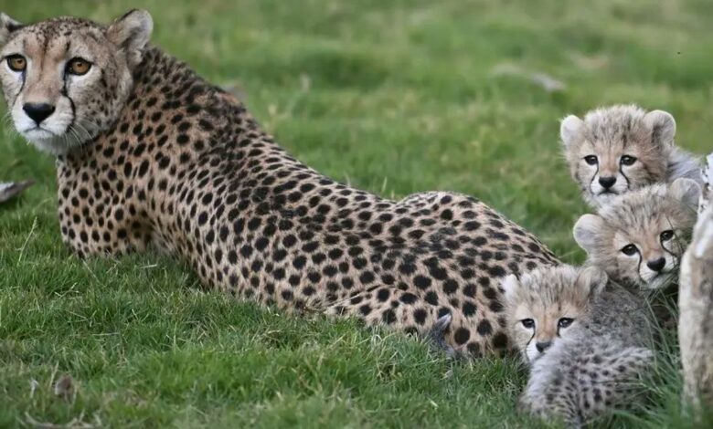 Saudi Arabia celebrates cheetah conservation milestone