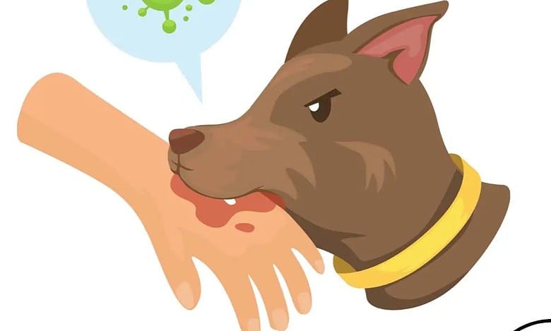 GHMC formulates various steps that would be taken to prevent street dog-bite incidents in the city and its peripheral areas.