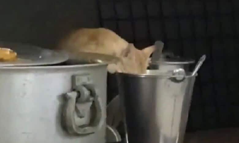 Video of cat eating out of vessels at JNTUH campus in Kukatpally Hyderabad stirs row
