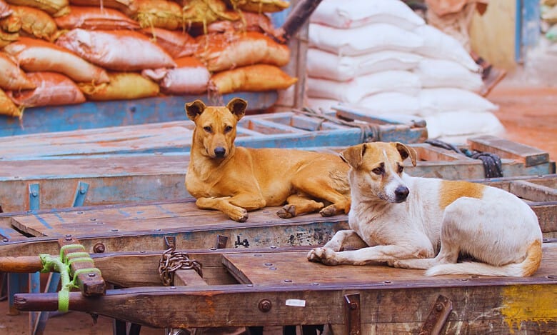 Stray dog attacks in Hyderabad Telangana