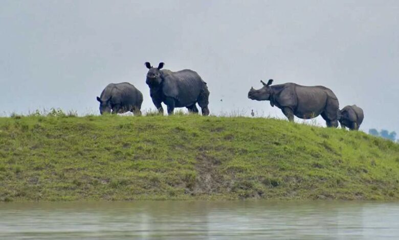 Assam flood: Over 43 pc of forest camps in Kaziranga submerged
