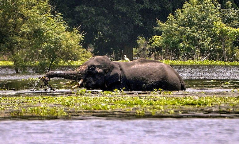 114 wild animals dead in flood-hit Kaziranga National Park, 95 rescued
